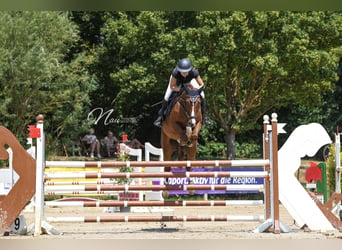 Francés de silla (Selle francais), Caballo castrado, 7 años, 163 cm, Alazán