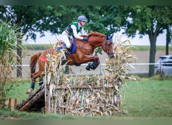 Francés de silla (Selle francais), Caballo castrado, 7 años, 163 cm, Alazán