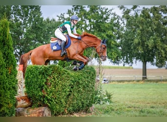 Francés de silla (Selle francais), Caballo castrado, 7 años, 163 cm, Alazán