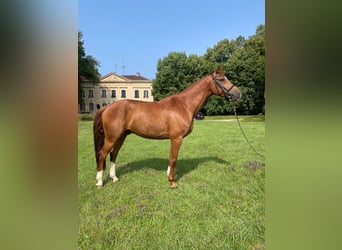 Francés de silla (Selle francais), Caballo castrado, 7 años, 164 cm, Alazán rojizo