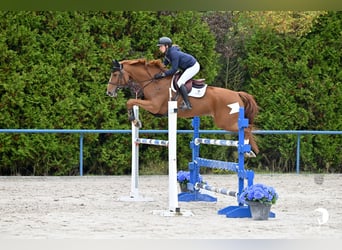 Francés de silla (Selle francais), Caballo castrado, 7 años, 166 cm, Alazán