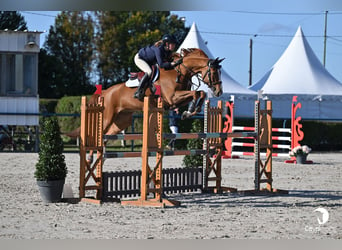 Francés de silla (Selle francais), Caballo castrado, 7 años, 166 cm, Alazán