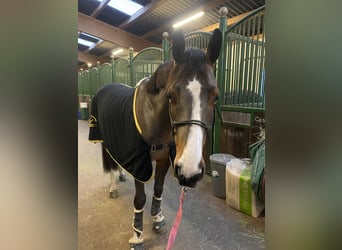 Francés de silla (Selle francais), Caballo castrado, 7 años, 167 cm, Castaño