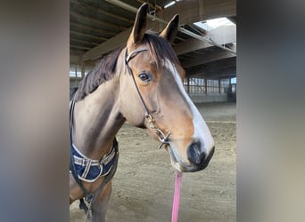 Francés de silla (Selle francais), Caballo castrado, 7 años, 167 cm, Castaño