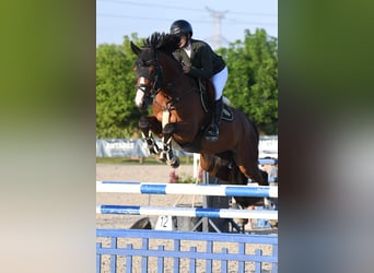 Francés de silla (Selle francais), Caballo castrado, 7 años, 167 cm, Castaño