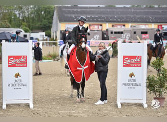 Francés de silla (Selle francais), Caballo castrado, 7 años, 167 cm, Castaño