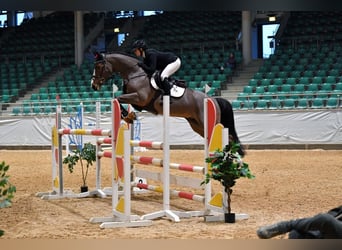 Francés de silla (Selle francais), Caballo castrado, 7 años, 167 cm, Castaño