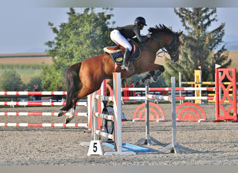 Francés de silla (Selle francais), Caballo castrado, 7 años, 167 cm, Castaño