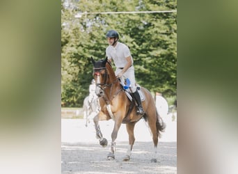 Francés de silla (Selle francais), Caballo castrado, 7 años, 167 cm, Castaño