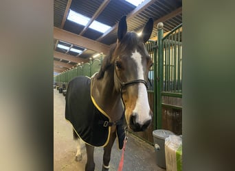 Francés de silla (Selle francais), Caballo castrado, 7 años, 167 cm, Castaño