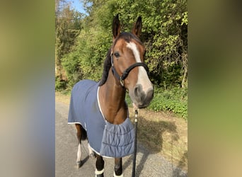 Francés de silla (Selle francais), Caballo castrado, 7 años, 167 cm, Castaño