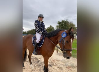 Francés de silla (Selle francais), Caballo castrado, 7 años, 168 cm, Castaño