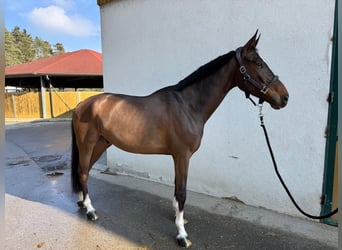 Francés de silla (Selle francais), Caballo castrado, 7 años, 172 cm, Castaño