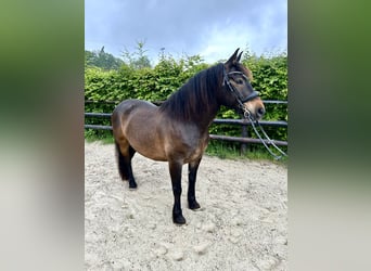 Francés de silla (Selle francais), Caballo castrado, 8 años, 150 cm, Castaño