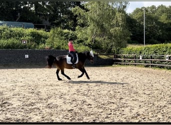 Francés de silla (Selle francais), Caballo castrado, 8 años, 150 cm, Castaño