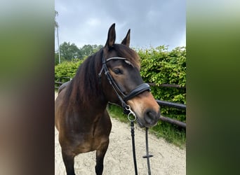 Francés de silla (Selle francais), Caballo castrado, 8 años, 150 cm, Castaño rojizo