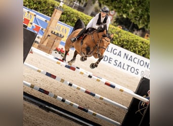 Francés de silla (Selle francais), Caballo castrado, 8 años, 165 cm, Castaño