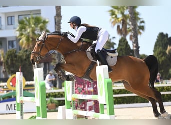 Francés de silla (Selle francais), Caballo castrado, 8 años, 165 cm, Castaño