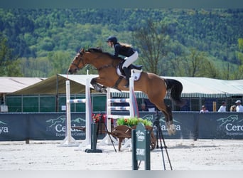 Francés de silla (Selle francais), Caballo castrado, 8 años, 165 cm, Castaño