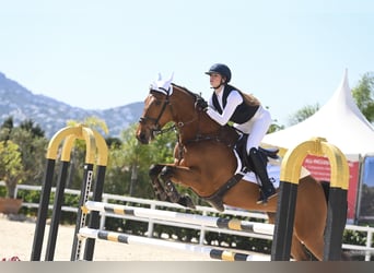 Francés de silla (Selle francais), Caballo castrado, 8 años, 165 cm, Castaño