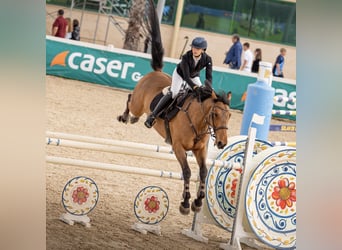 Francés de silla (Selle francais), Caballo castrado, 8 años, 165 cm, Castaño