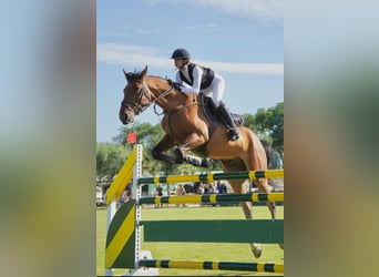 Francés de silla (Selle francais), Caballo castrado, 8 años, 165 cm, Castaño