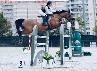 Francés de silla (Selle francais), Caballo castrado, 8 años, 165 cm, Castaño