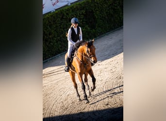 Francés de silla (Selle francais), Caballo castrado, 8 años, 165 cm, Castaño