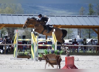 Francés de silla (Selle francais), Caballo castrado, 8 años, 165 cm, Castaño