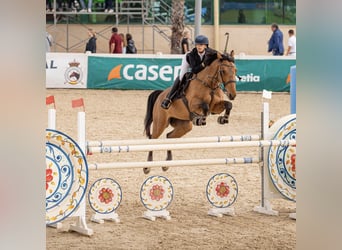 Francés de silla (Selle francais), Caballo castrado, 8 años, 165 cm, Castaño