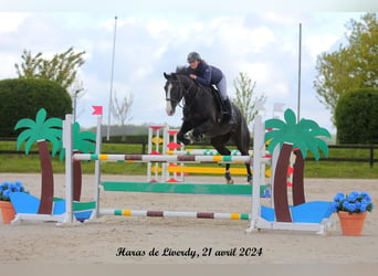 Francés de silla (Selle francais), Caballo castrado, 8 años, 168 cm, Negro