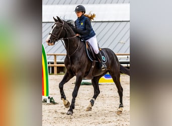 Francés de silla (Selle francais), Caballo castrado, 8 años, 168 cm, Negro