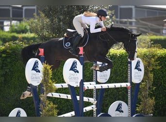 Francés de silla (Selle francais), Caballo castrado, 8 años, 168 cm, Negro