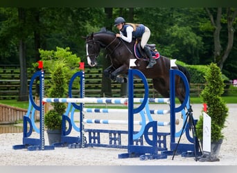 Francés de silla (Selle francais), Caballo castrado, 8 años, 168 cm, Negro