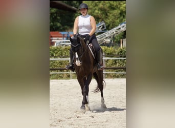 Francés de silla (Selle francais), Caballo castrado, 8 años, 168 cm, Negro