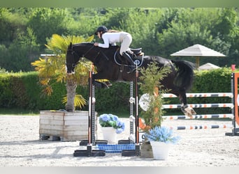 Francés de silla (Selle francais), Caballo castrado, 8 años, 168 cm, Negro