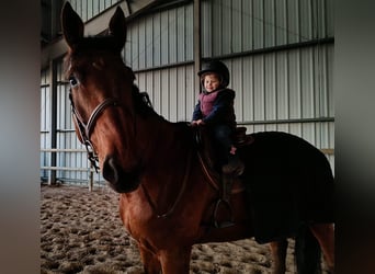 Francés de silla (Selle francais), Caballo castrado, 8 años, 169 cm, Castaño