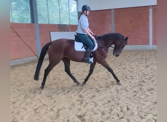 Francés de silla (Selle francais), Caballo castrado, 9 años, 168 cm, Castaño