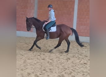 Francés de silla (Selle francais), Caballo castrado, 9 años, 168 cm, Castaño