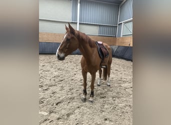 Francés de silla (Selle francais), Caballo castrado, 9 años, 169 cm, Alazán