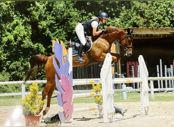 Francés de silla (Selle francais), Caballo castrado, 9 años, 171 cm, Alazán-tostado