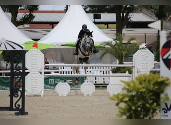 Francés de silla (Selle francais), Caballo castrado, 9 años, 171 cm, Tordo rodado