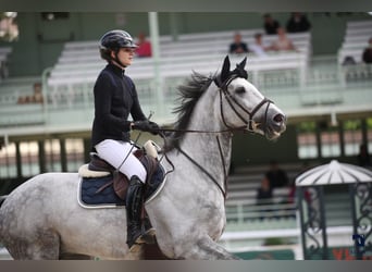 Francés de silla (Selle francais), Caballo castrado, 9 años, 171 cm, Tordo rodado