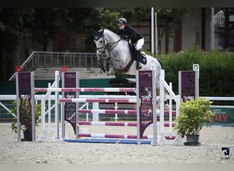 Francés de silla (Selle francais), Caballo castrado, 9 años, 171 cm, Tordo rodado