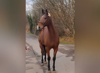 Francés de silla (Selle francais), Caballo castrado, 9 años, 173 cm, Castaño