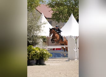 Francés de silla (Selle francais), Caballo castrado, 9 años, 173 cm, Castaño