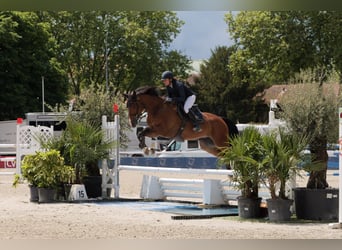 Francés de silla (Selle francais), Caballo castrado, 9 años, 173 cm, Castaño