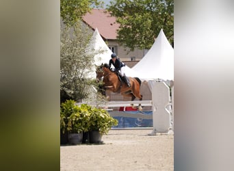 Francés de silla (Selle francais), Caballo castrado, 9 años, 173 cm, Castaño