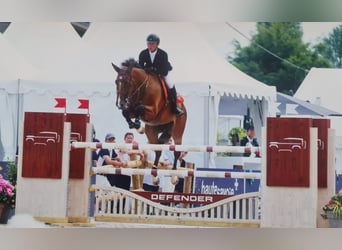 Francés de silla (Selle francais), Caballo castrado, 9 años, 173 cm, Castaño