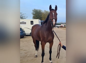 Francés de silla (Selle francais), Caballo castrado, 9 años, 173 cm, Castaño